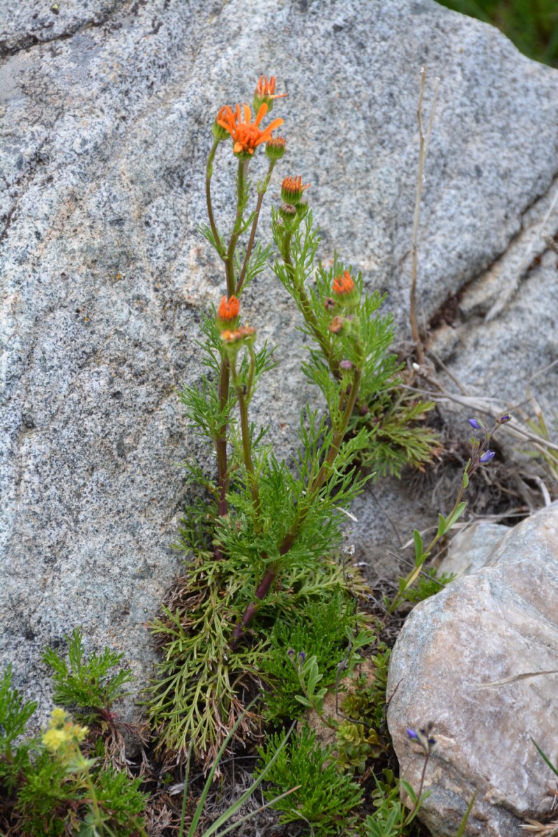 Jacobaea abrotanifolia / Senecio abrotanino